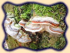 Baumpilze an Totholz in der urwald&auml;hnlichen Kernzone des Vessertals