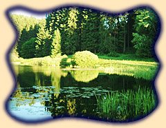 Der idyllisch im Wald gelegene Drei&szlig;bachteich