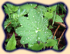 Wasserreiche Bergwiesen am Rande der Talsperre